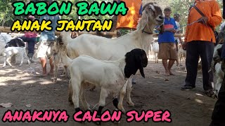 Update Harga Kambing hari ini di pasar hewan Lodoyo-Blitar.jum'at, 19 agustus 2022.