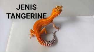 GECKO JENIS TANGERIN