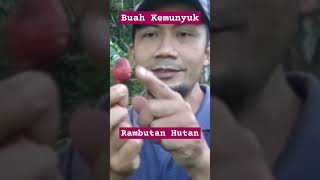 BUAH KEMUNYUK RAMBUTAN HUTAN