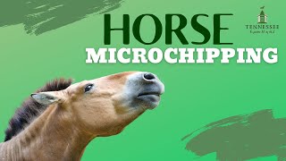 Dr. Emily Guest Discusses Equine Microchipping