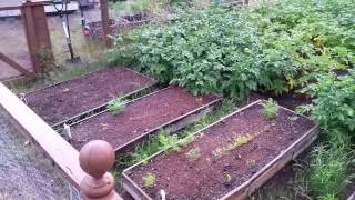 Vegetable Garden Update