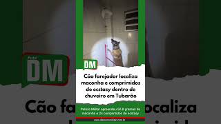 Cão farejador localiza maconha e comprimidos de ecstasy dentro de chuveiro em Tubarão