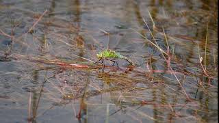 Dragonfly Emperor depositing eggs