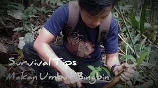 ( SURVIVAL TIPS 12 ) Mencari Sumber makanan dari pohon palem / palem hutan