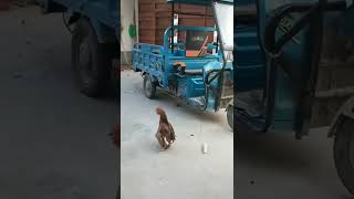 ayam paling jago. jalan yang paling unik