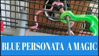 Blue personata Lovebird A Magic | Their Food, Breeding, Cage & Eggs | @FLAME-U |