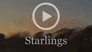 Starlings at Sharpham Meadow Natural Burial Ground