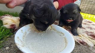 First time weaning. Puppies 3 weeks old. Finnish Lapphund. Suomenlapinkoira