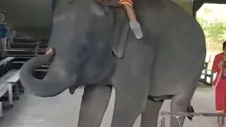 In Thailand elephant perform acrobat so amazing