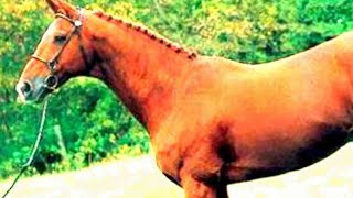 caballo Demi sang Dombes Halbblut francés plate deleted horse घोड़ा kud Pferd  sonido como hace endo