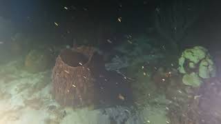 Playa Lagun Night Dive Video, 1-13-24, Curaçao