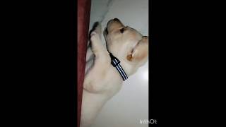 #new #cute puppy#@Gohil Family Vlogs 👑 pls subscribe 😊🐕🐕🐕😘