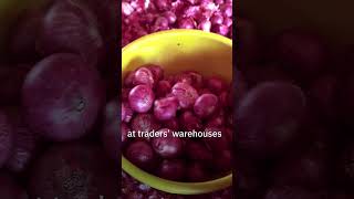 Lasalgaon Onion Market | Asia's biggest onion market #shorts