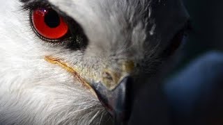 Black winged kite and shikra traping | black shouldered kites playing in the nature