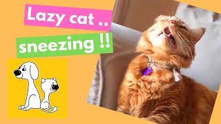 Cute cat sneezing! Cute lazy cat has allergies!! #shorts