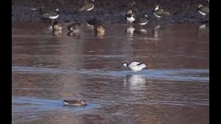 Avocet at Kinsale marsh