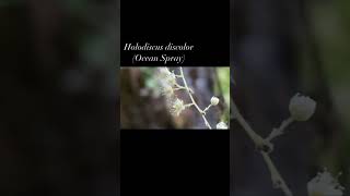 Holodiscus discolor - Ocean Spray