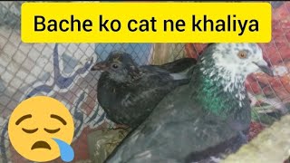 Breeder pair Neela ke baby pigeon ko Billi kha gai😭 #masadbirds