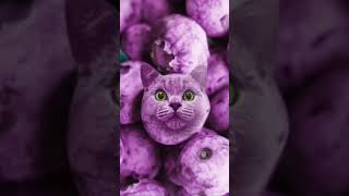 Cat berrys