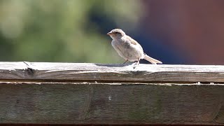 The Reset Lab - Bioblitz Birds