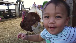 Waimanalo Country Farms Pumpkin Patch 2019