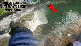 Strike Ikan Mujair Pakai Umpan Lumut Albino - Spot Mancing Cikarang