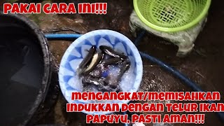 INDUKKAN AMAN!!! TELUR AMAN!!! PAKAI CARA INI MEMISAHKAN KEDUANYA