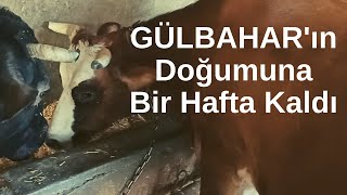 GÜLBAHAR'ın Doğumuna Bir Hafta Kaldı