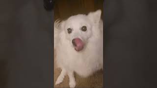 American Eskimo Dog