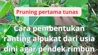 pruning pertama tunas!!cara pembentukan ranting alpukat usia dini agar rimbun dan pendek