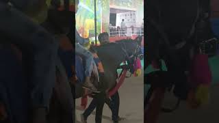 horse ride exhibition in madanapalle