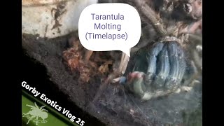 Tarantula Molting I (TimeLapse) - Gorby Exotics Vlog 25