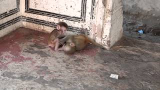 Baby monkeys playing