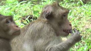 Monkeys Around Angkor Wat Temples Looking For Food And Cleaning Each Other