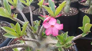 Cara polinasi bunga adenium mudah simple