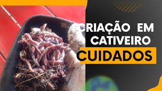 #Minhocas criadas em cativeiro: atenção constante