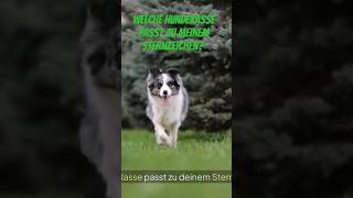 Welche Hunderasse passt zu meinem Sternzeichen? #shortsvideo #astrologe #astrologie #liebe #horoskop