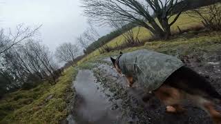 German shepherd on walk. Eros på tur. 17.11.2024. still you tubes most boring video part 1.