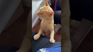 Curie cat pet #happy #vlog #love #cebu #pets  #cat