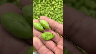 pakistani vegies#short#vedio#