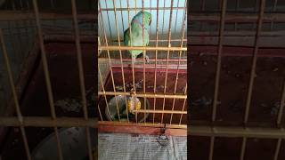 mittu in cage😥 @parrot fun club