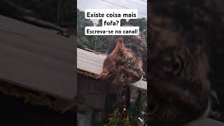 Existe coisa mais fofa?!#gatosfofo #cat #pets #gatosfofinhos #music #forever #brasil #viralvideo