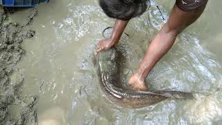 Amazing hand big fish catching by A big boy by A kenal