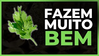 4 PLANTAS MEDICINAIS QUE FAZEM MUITO BEM PARA VOCÊ!