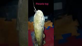 #Shorts Pescaria noturna fisgada dupla! #billings #pescaria #pesca