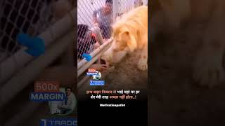 #funny #funnyvideo #funnyanimals #animalsvideo  #viralvideo  #shortvideo #animals  #shorts