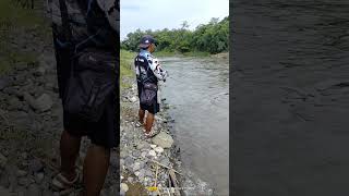 minnow red head mencari mangsa... #shorts #shortvideo