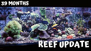 Red Sea Reefer 525 - Update (neue Korallen, Montiporaschnecken, Cyanobakterien)