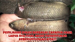 PEMIJAHAN PAPUYU BERBAGAI MACAM, TRIK/CARA, HASIL/KEBERUNTUNGAN AKAN KITA RAIH!!!