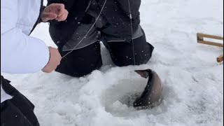 Grab it! Grab it! 16 inch brook trout through the ice #icefishing #trout #shorts